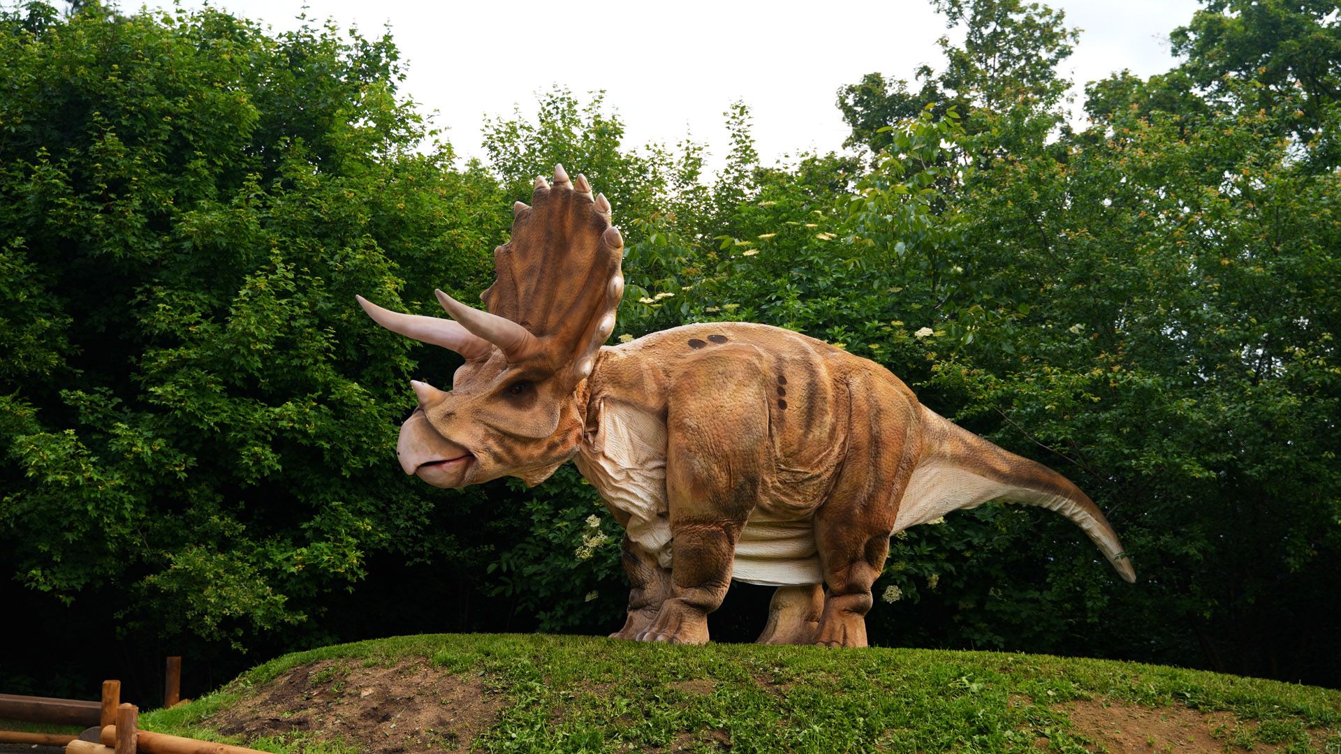 dinolive 18