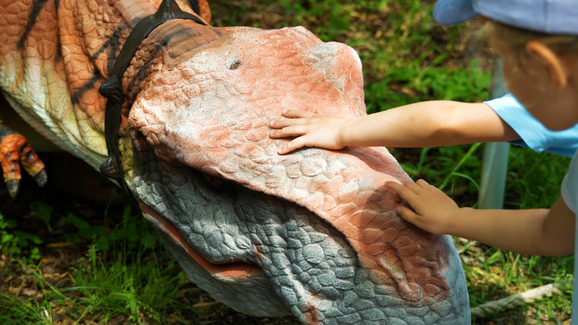 dinolive 6